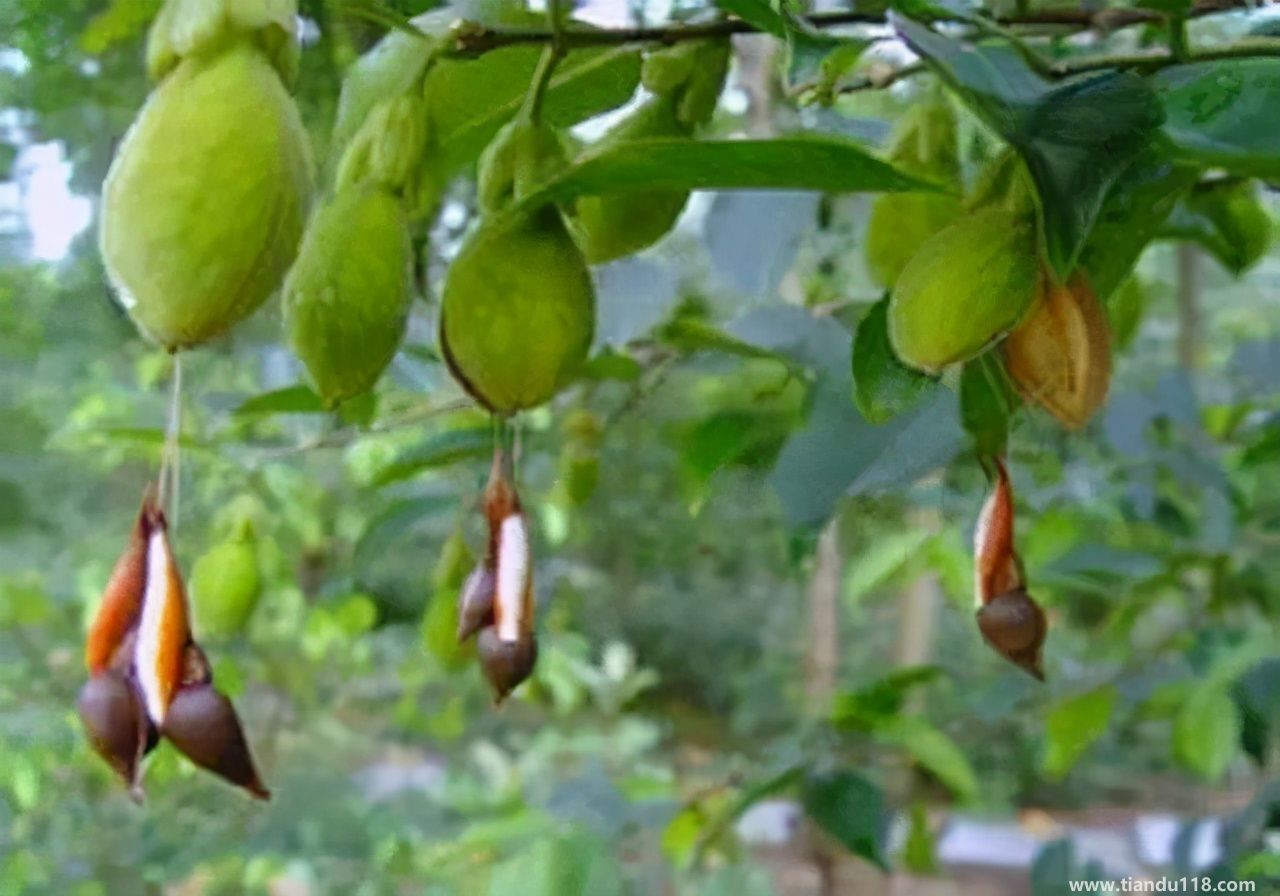 香港十大特產(chǎn)你吃過(guò)嗎？大灣網(wǎng)帶你來(lái)看看有哪些