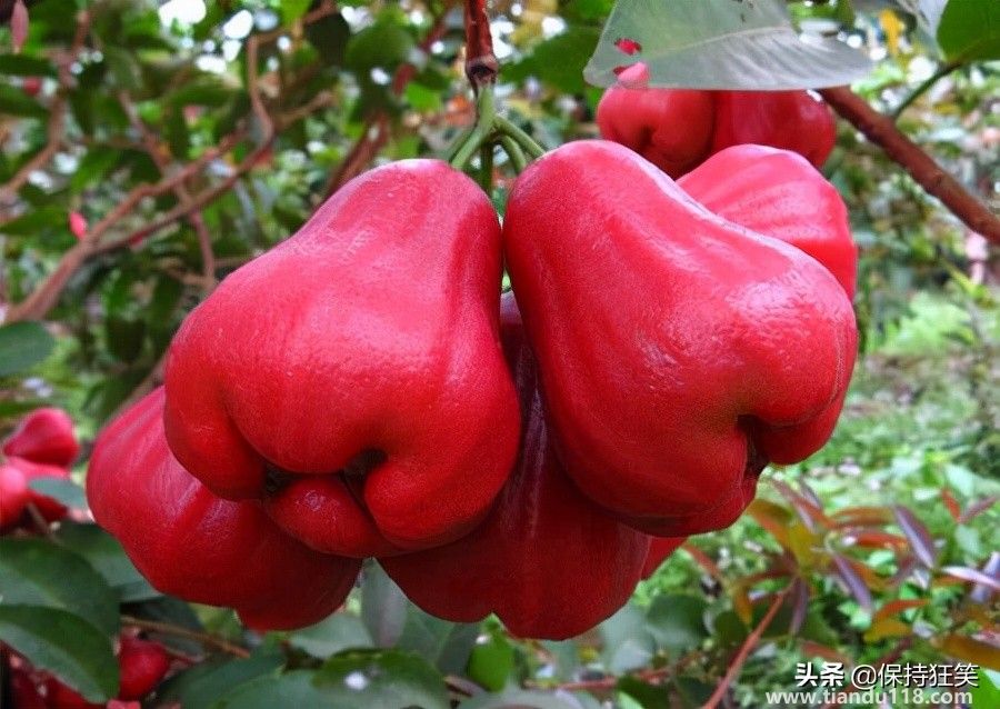 臺(tái)灣有哪些特產(chǎn)(臺(tái)灣特產(chǎn)排行榜前十名)(圖7) 臺(tái)灣十大特產(chǎn)排行榜 臺(tái)灣特產(chǎn)什么最出名 來(lái)臺(tái)旅游值得帶的伴手禮