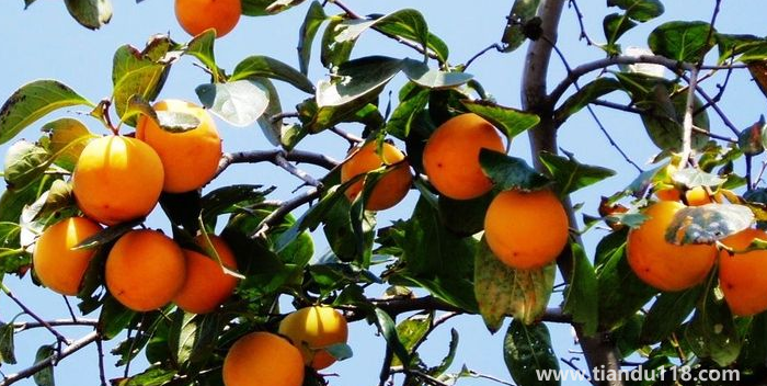 湖南邵陽(yáng)這四種特產(chǎn)，遠(yuǎn)近聞名，看看你吃過(guò)哪幾種？