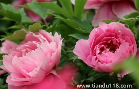 芍藥花骨朵幾天開花（芍藥花期一般開多長時(shí)間）