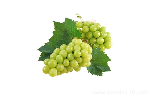 陽光玫瑰葡萄是熱性還是涼性3