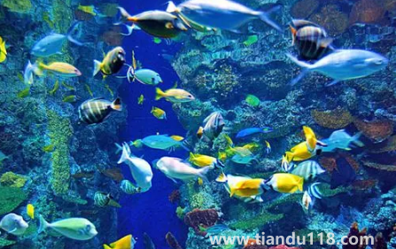 去海洋館穿藍色衣服好不好看1