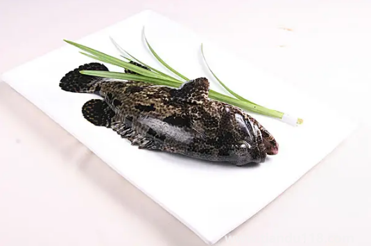 什么是深海魚都包括什么魚3