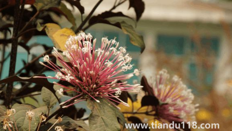 2022國慶去西雙版納冷了嗎2