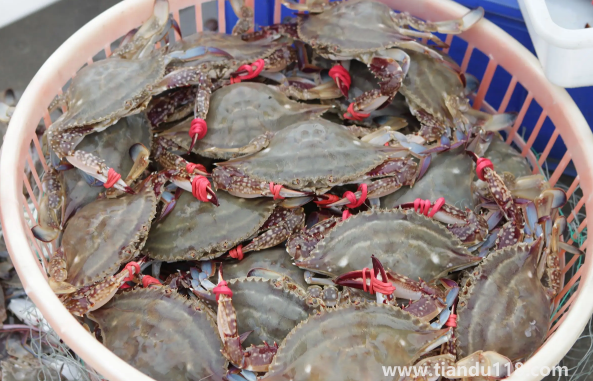 死梭子蟹吃了會(huì)有什么后果（吃梭子蟹的注意事項(xiàng)）