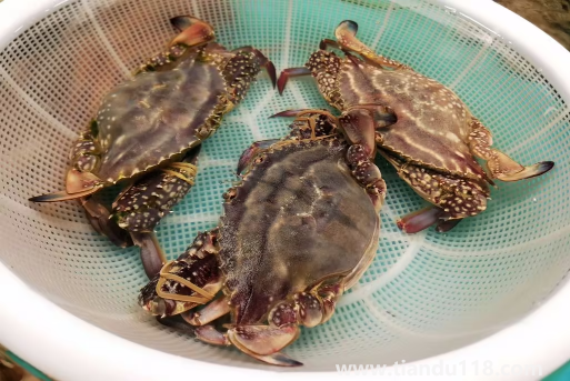 梭子蟹在網(wǎng)上買還是市場(chǎng)買2