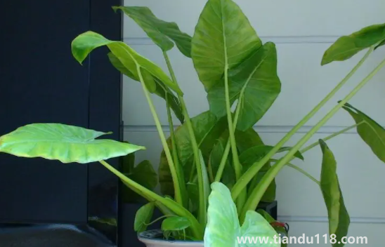 客廳養(yǎng)滴水觀音好不好2