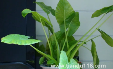 滴水觀音放家里能招財(cái)嗎(家里養(yǎng)滴水觀音的禁忌)(圖3) 滴水觀音放家里能招財(cái)嗎3