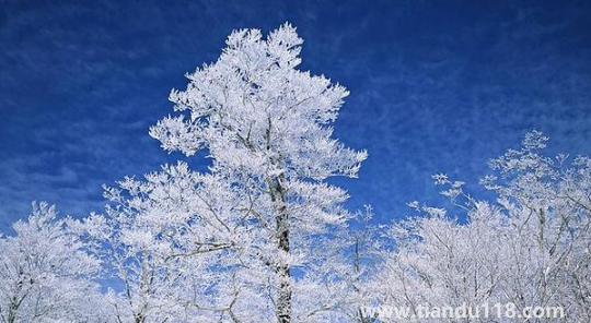 2022上海幾月份進入冬季(上海冬季溫度是多少)(圖3) 2022上海幾月份進入冬季3