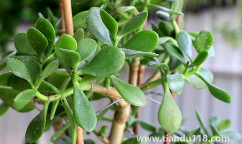 家里養(yǎng)玉樹對(duì)身體好嗎2