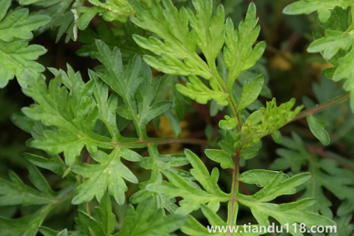 野艾蒿的功效與作用2