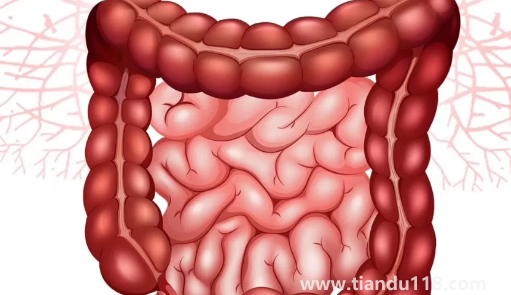 只需一片姜排出4斤宿便真的假的2