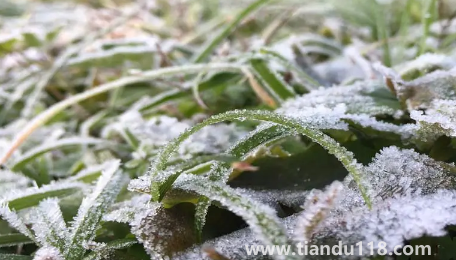 2022年霜凍會早來還是晚來1