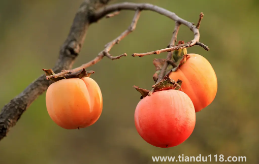 柿子和雞蛋一起吃了怎么辦(柿子和雞蛋一起吃的危害)(圖1) 柿子和雞蛋一起吃了怎么辦1