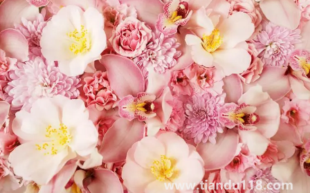 網(wǎng)上買的鮮花回來怎么泡好1