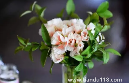 網(wǎng)上買的鮮花先去葉子還是先醒花2