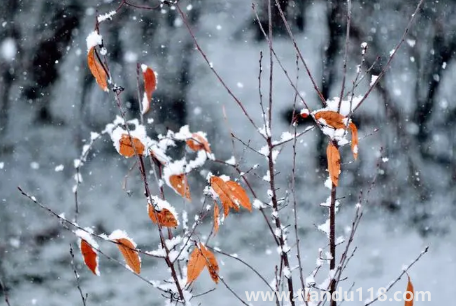 小雪節(jié)氣溫度高會(huì)怎樣3