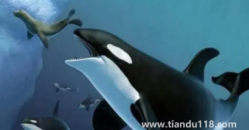 虎鯨15歲智商真的假的3