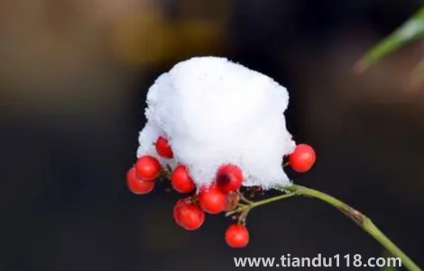 2022小雪這天下雪好還是晴天好(小雪天氣好壞有說法嗎)(圖1) 2022小雪這天下雪好還是晴天好1