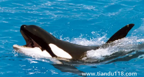 大白鯊真的打不過虎鯨嗎2