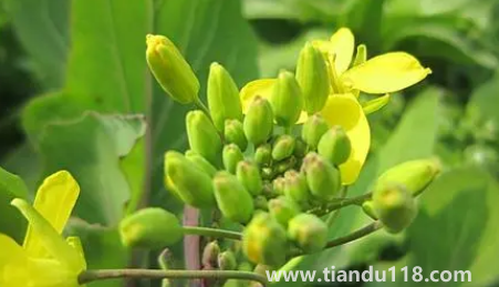 小雪節(jié)氣能不能種油菜（小雪節(jié)氣種菜能發(fā)芽嗎）