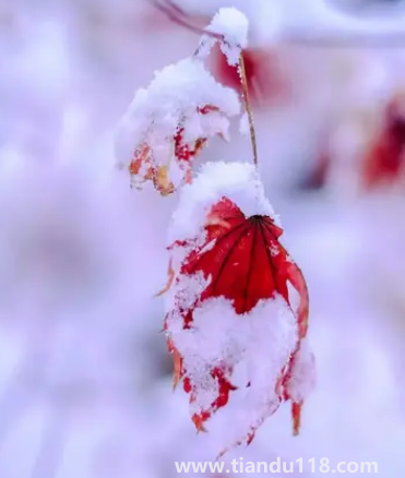 2022小雪過(guò)后就開(kāi)始數(shù)九了嗎3