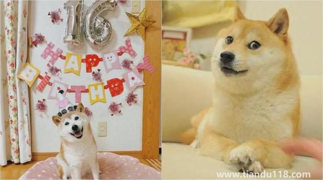 Doge表情包原型柴犬患白血病和肝?。ㄔ摬袢蔷W(wǎng)絡(luò)流行表情包“Doge”的原型）