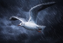雷雨一課是按照什么的順序來(lái)寫(xiě)的 雷雨這篇課文作者按什么的順序描寫(xiě)的